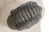 Pseudocryphaeus (Cryphina) Trilobite With Two Reedops #359162-2